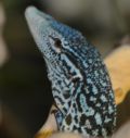 phnajak_cobra2.jpg