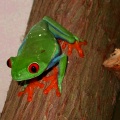 pheve_treefrog.jpg