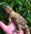 pheve_chuckwalla2.jpg