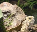 TurtleSummerSm.jpg