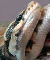 BallPythonSUMMER.jpg