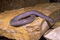 Photo: Caecilian